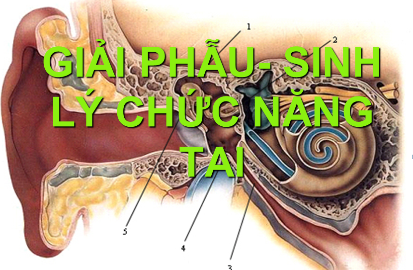 GIẢI PHẪU- SINH LÝ CHỨC NĂNG TAI