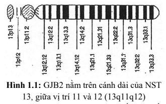 Application of Next Genaration Sequencing Upon the detection of Deafness Genes in Vietnamese Children with Non-syndromic Hearing Loss