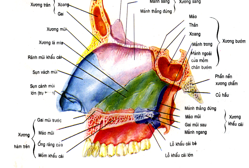 PHÂN LOẠI BỆNH MŨI XOANG